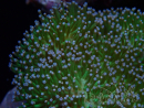 WYSIWYG Sarcophyton sp 17