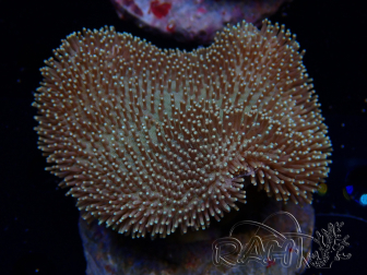 WYSIWYG Sarcophyton sp 18