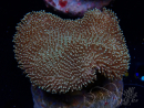 WYSIWYG Sarcophyton sp 18
