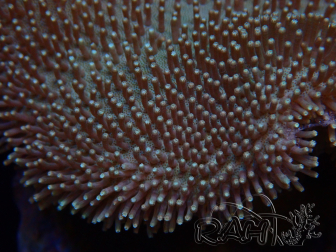 WYSIWYG Sarcophyton sp 18