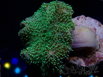 WYSIWYG Sarcophyton