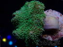 WYSIWYG Sarcophyton sp 21
