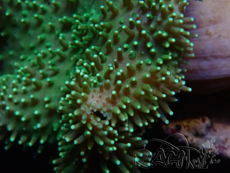 WYSIWYG Sarcophyton sp 21