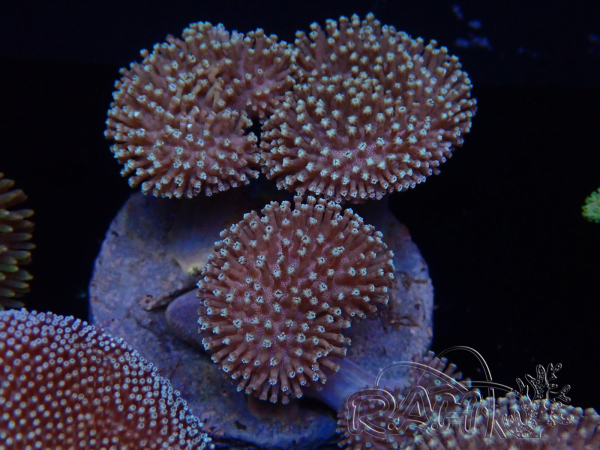 WYSIWYG Sarcophyton sp 22