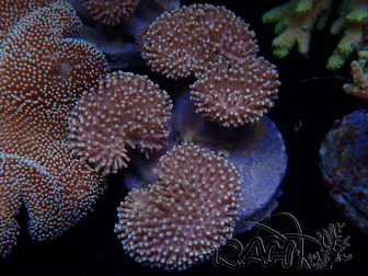 WYSIWYG Sarcophyton sp 23