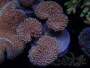 WYSIWYG Sarcophyton sp 23