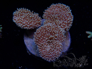 WYSIWYG Sarcophyton sp 24