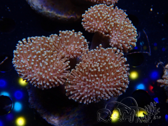 WYSIWYG Sarcophyton sp 29