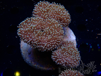 WYSIWYG Sarcophyton