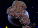 WYSIWYG Sarcophyton sp 27