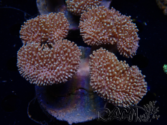 WYSIWYG Sarcophyton