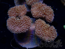 WYSIWYG Sarcophyton sp 26