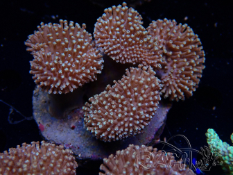 WYSIWYG Sarcophyton