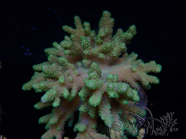 WYSIWYG Sinularia sp 1