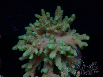 WYSIWYG Sinularia sp 1