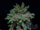 WYSIWYG Sinularia sp 1