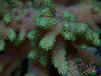WYSIWYG Sinularia sp 1