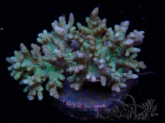 WYSIWYG Sinularia sp 3