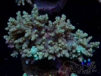 WYSIWYG Sinularia sp 4