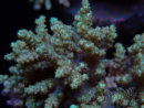 WYSIWYG Sinularia sp 4