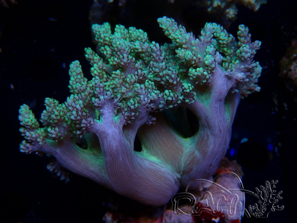 WYSIWYG Litophyton sp 41