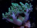 WYSIWYG Litophyton sp 41