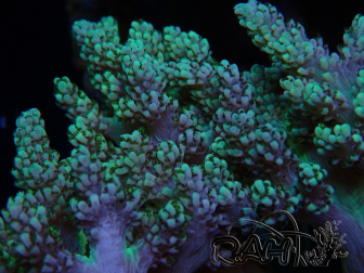 WYSIWYG Litophyton sp 41