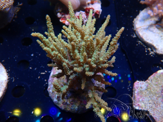 WYSIWYG Sinularia sp 5