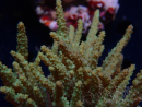 WYSIWYG Sinularia sp 5