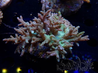 WYSIWYG Sinularia sp 6
