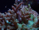 WYSIWYG Sinularia sp 6