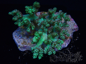 WYSIWYG Litophyton sp 42