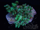 WYSIWYG Litophyton sp 42
