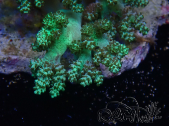 WYSIWYG Litophyton sp 42