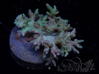 WYSIWYG Sinularia sp 7
