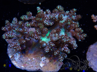 WYSIWYG Litophyton sp 43