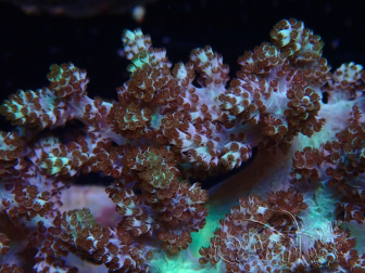 WYSIWYG Litophyton sp 43