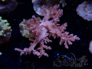 WYSIWYG Litophyton sp 44