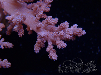 WYSIWYG Litophyton sp 44