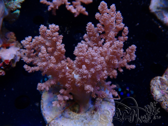 WYSIWYG Litophyton sp 45