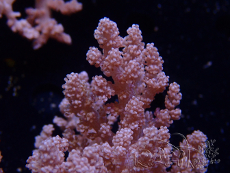 WYSIWYG Litophyton sp 45