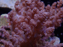 WYSIWYG Litophyton sp 46