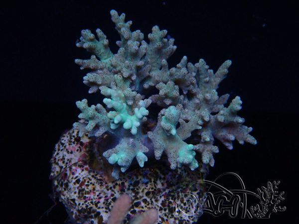 WYSIWYG Sinularia sp 10