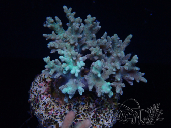 WYSIWYG Sinularia sp 10