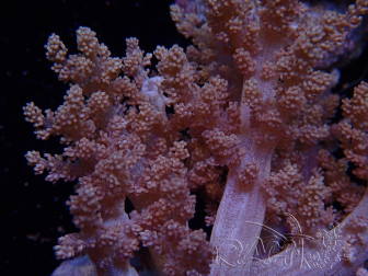 WYSIWYG Litophyton sp 47