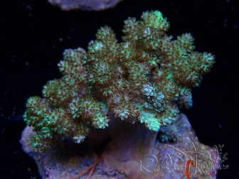 WYSIWYG Litophyton sp 48