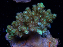 WYSIWYG Litophyton sp 48
