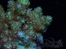 WYSIWYG Litophyton sp 48