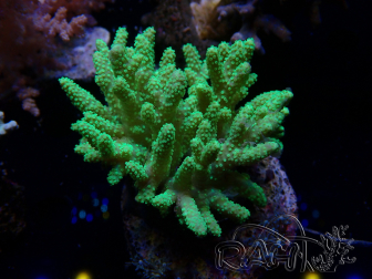WYSIWYG Sinularia sp 14