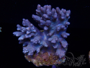 WYSIWYG Cladiella sp 12